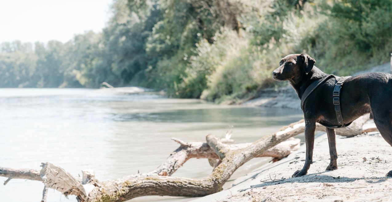 Hund am Innstrand Mühdlorf a. Inn, © Inn-Salzach Tourismus