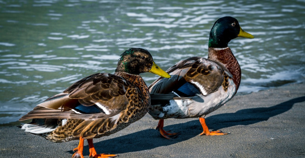 Zwei Enten am Inn, © Inn-Salzach Tourismus