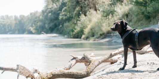 Hund am Innstrand Mühdlorf a. Inn, © Inn-Salzach Tourismus