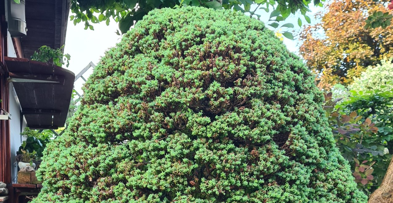 Bonsai Ausstellung in Burghausen, © Veranstalter